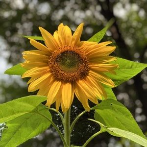 Meet Your Posher, Lindsey🌻!!